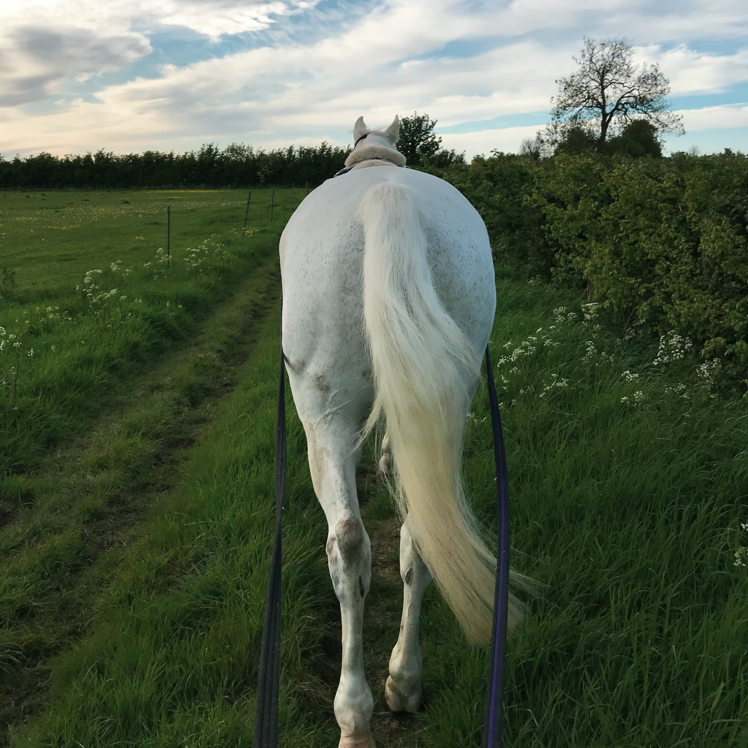 A Beginner s Guide To Long Reining Eventing Guide