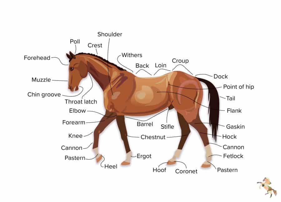 Parts of a Horse | Eventing Guide