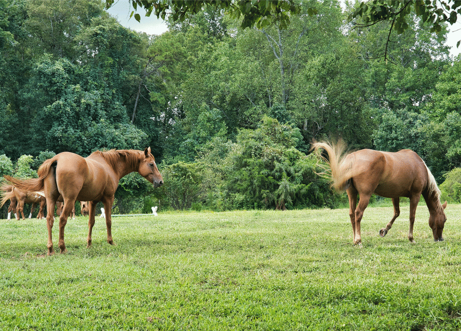 how-much-does-it-cost-to-keep-a-horse-eventing-guide