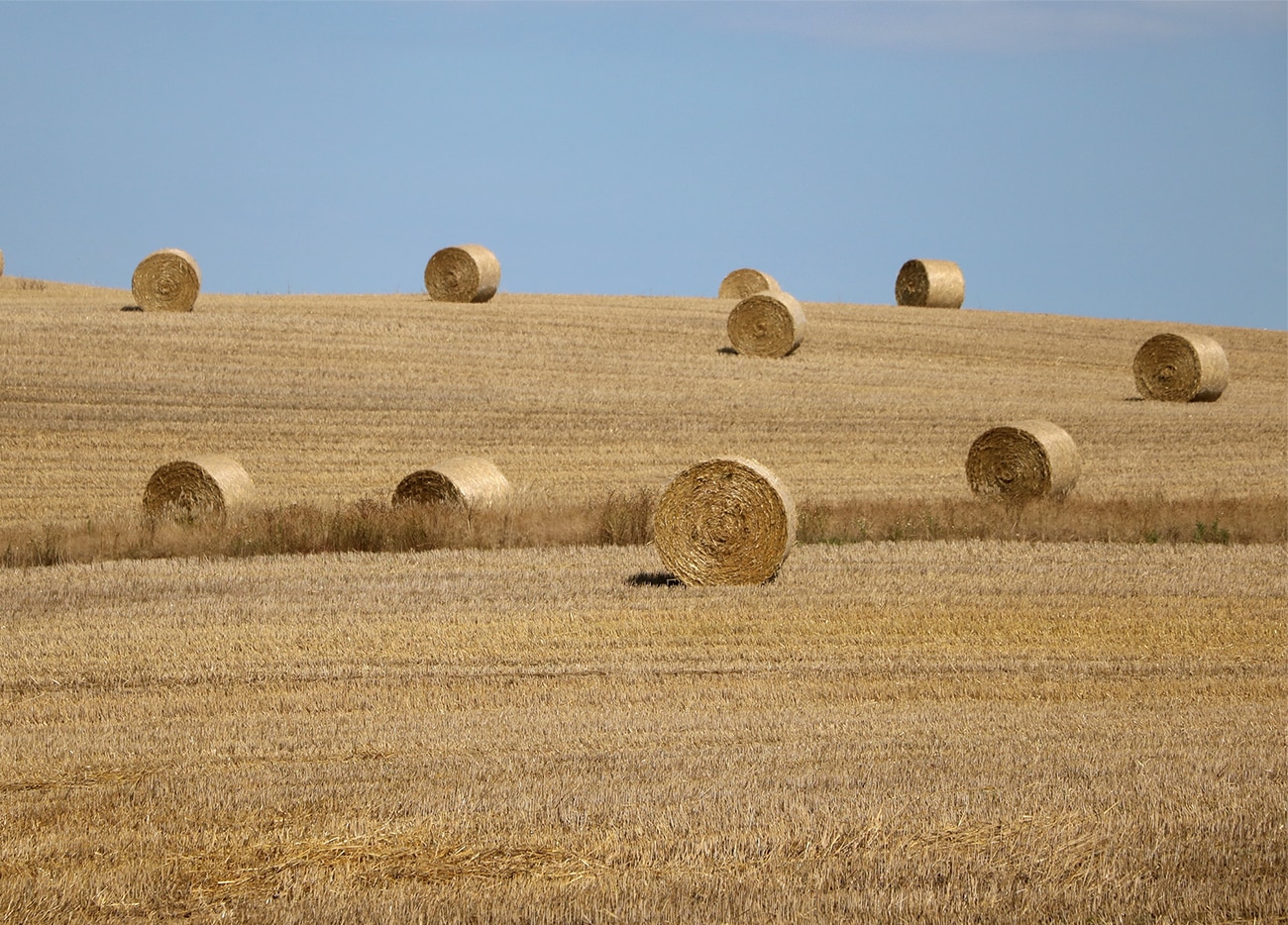 Should I Feed My Horse Silage or Hay? Eventing Guide
