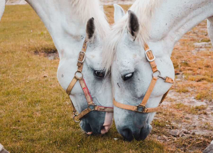 Horse Insurance - Everything You Need to Know | Eventing Guide